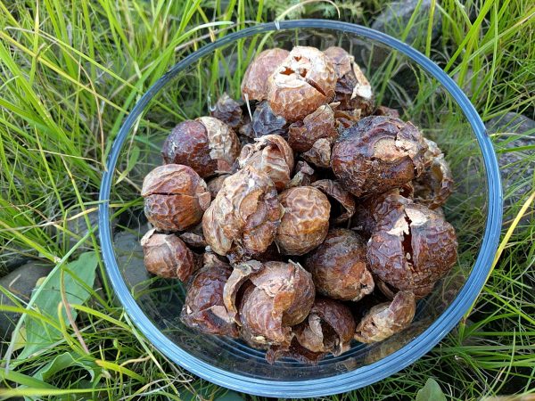 Soapnuts and how to use them