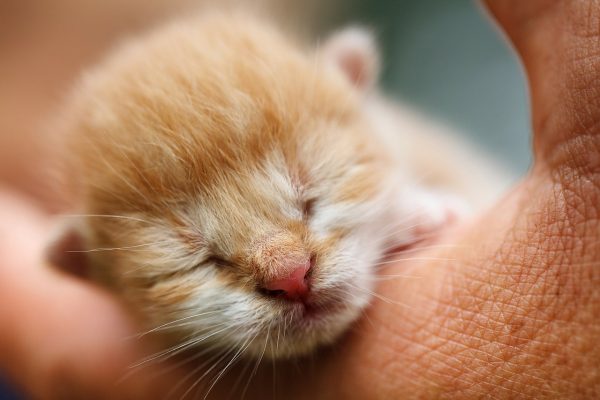 How we talked to our kids about a dead kitten